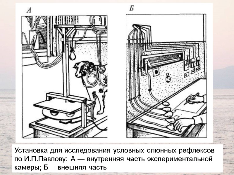 Установка для исследования условных слюнных рефлексов по И.П.Павлову: А — внутренняя часть экспериментальной камеры;